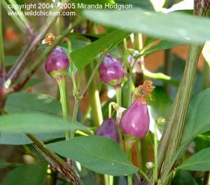 Bolivian Rainbow chillies