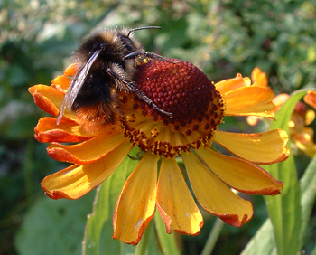 Bee on Helenium flower