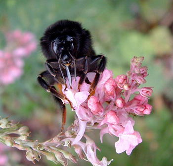 Bee on Linaria