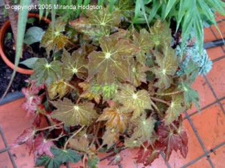 Begonia Cleopatra