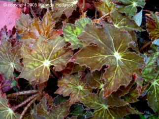 Begonia Cleopatra close-up