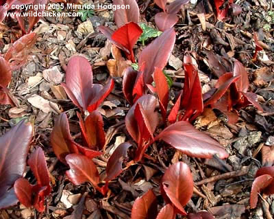 Bergenia cordifolia 'Wintermarchen'