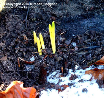 Bluebell shoots