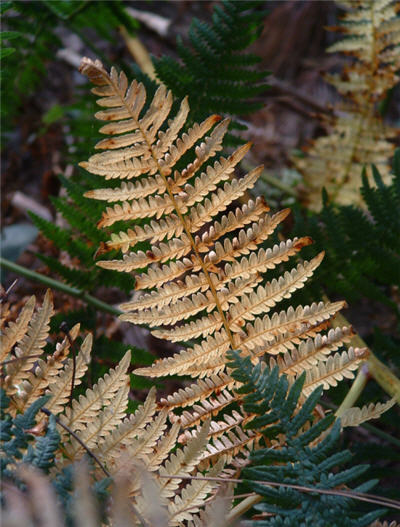 Sunlight through brown bracken