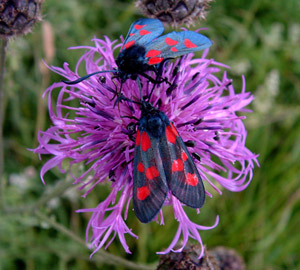 Burnet moths