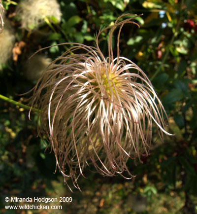 Clematis tangutica seed head