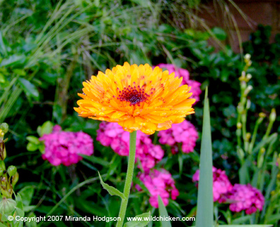 Calendula and Sweet William