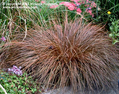 http://www.wildchicken.com/nature/garden/carex_buchananii.jpg