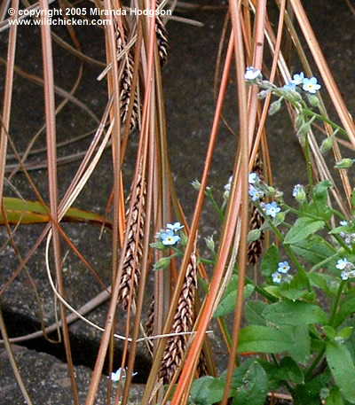 Carex buchananii - close-up