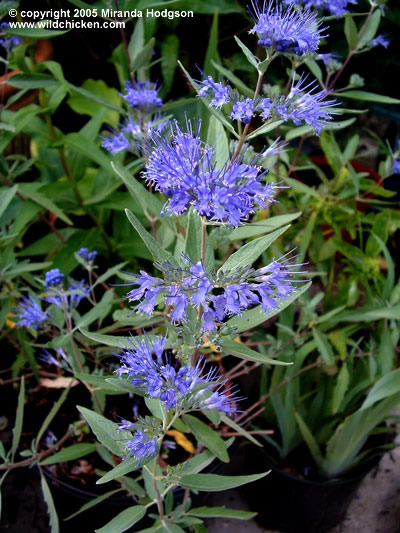 Caryopteris x clandonensis 'Heavenly Blue'