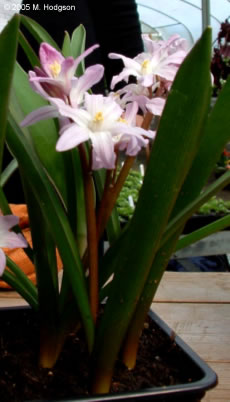 Chionodoxa forbesii Pink Giant