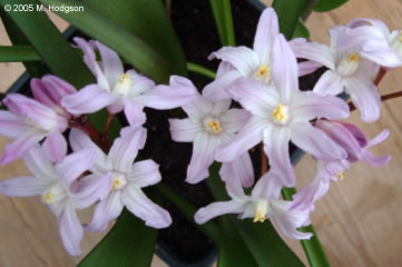 Chionodoxa forbesii Pink Giant - close-up