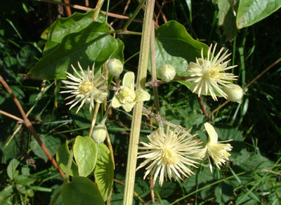 Clematis vitalba