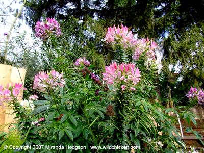 Cleome hassleriana 'Colour Fountain Mixed' plant