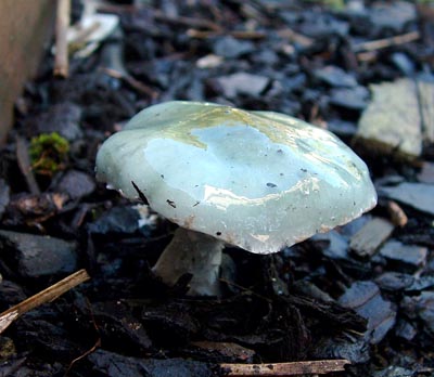 Clitocybe odora