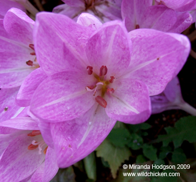 Colchicum sibthorpii