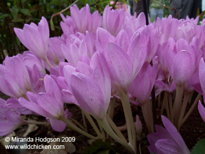 Colchicum sibthorpii