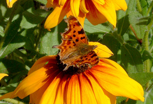 Comma on rudbeckia