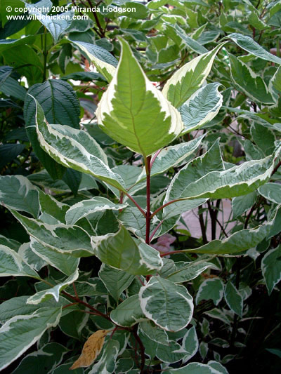 cornus alba elegantissima