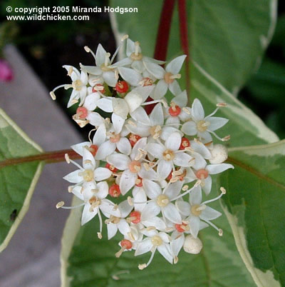 Variegated+dogwood+shrub+pruning