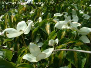 Cornus kousa Gold Star - flowers