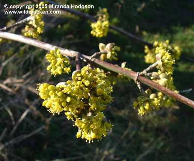 Cornus mas - close-up