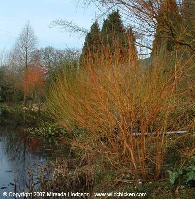 Cornus sanguinea Midwinter Fire