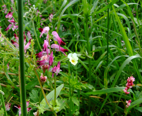 Corydalis consolida