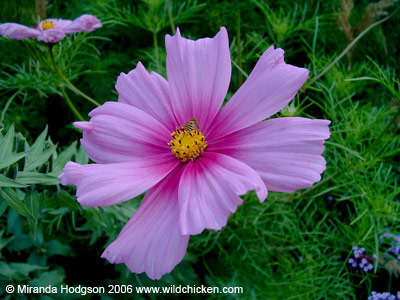 Cosmos bipinnatus flower