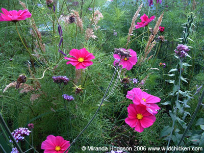 Cosmos bipinnatus habit