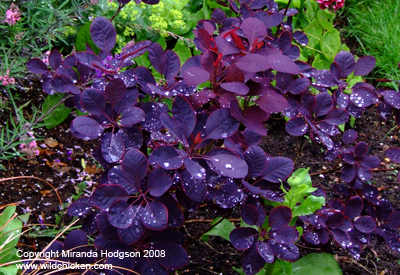 Cotinus coggygria in its first year