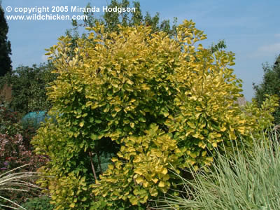 Cotinus coggygria 'Golden Spirit'