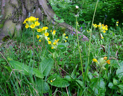 Cowslips