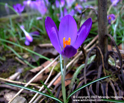 Crocus tommasinianus