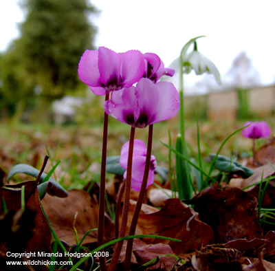 Cyclamen coum