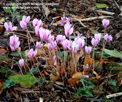 Cyclamen hederifolium