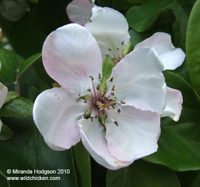 Cydonia oblonga (Quince) flower