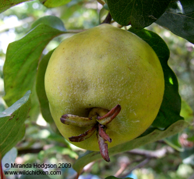 Cydonia oblonga fruit