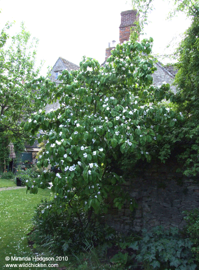 Cydonia oblonga (Quince) tree
