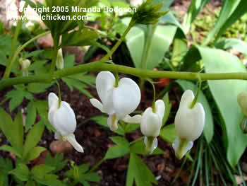 Dicentra spectabilis 'Alba'