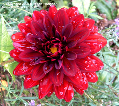 Arabian Night Dahlia