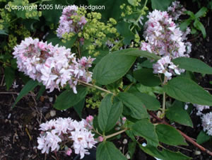 Deutzia Rosea Plena