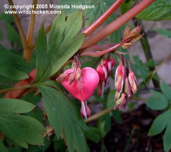 Dicentra spectabilis