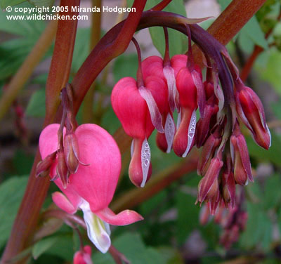 Dicentra spectabilis - close-up