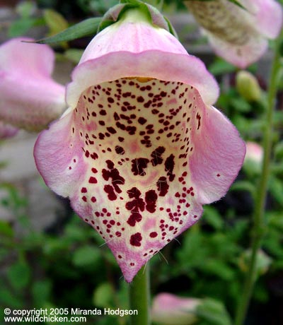 digitalis purpurea foxy