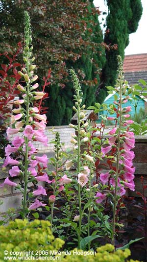 Digitalis purpurea Foxy