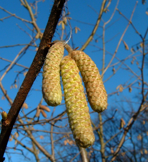 Downy birch catkins