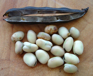 Drying broad beans