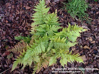 Dryopteris erythrosora habit