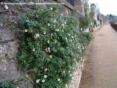 Erigeron karvinskianus growing in gaps in a wall